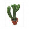 Cactus - Aromea